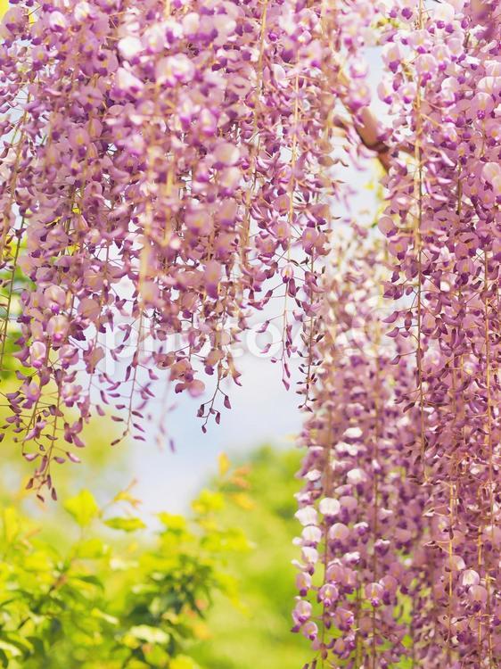 藤の花（青空と新緑） 藤,藤の花,花の写真素材