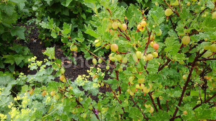 実のなる植物 実,緑,グリーンの写真素材