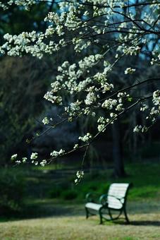 木陰 ピクニック アウトドア 木陰 ピクニック アウトドア スモモの花,李,春の花の写真素材