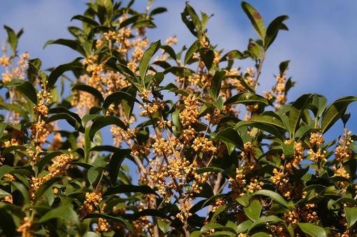 秋の晴天と金木犀の花 キンモクセイ,金木犀,秋の写真素材