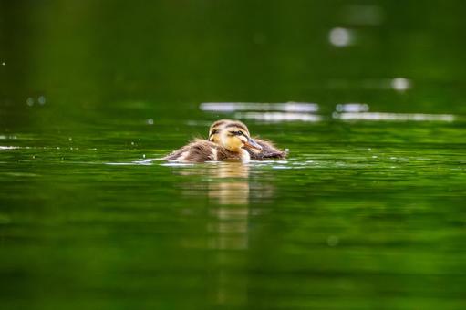 Spot-billed Duck (38), JPG Spot-billed Duck (38), JPG