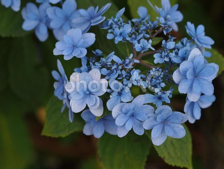 梅雨の気配に目を覚ます あじさい,紫陽花,アジサイの写真素材