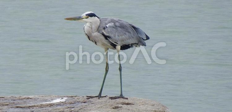 池に真ん中に一人佇むアオサギ アオサギ,池,水鳥の写真素材