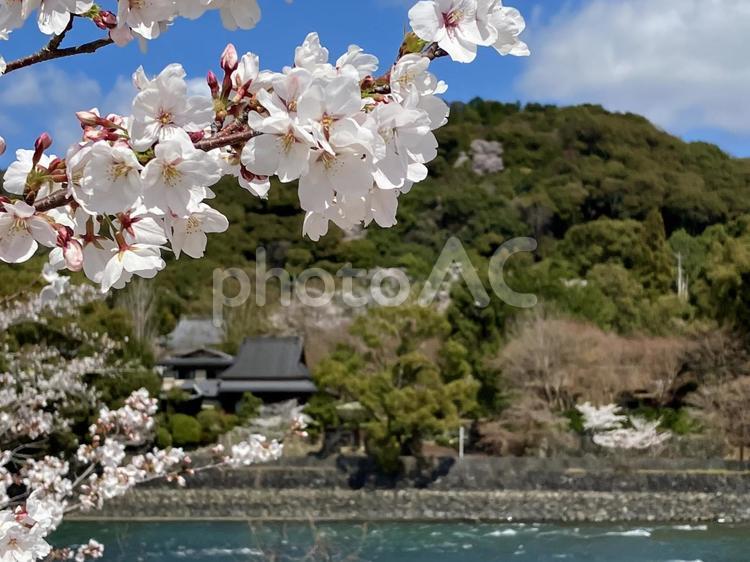 宇治川と桜 桜,花,宇治川の写真素材