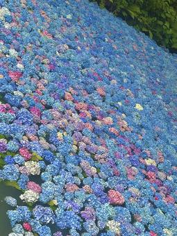 夏の紫陽花(あじさい)森の中の青い池 夏の紫陽花(あじさい)森の中の青い池の写真