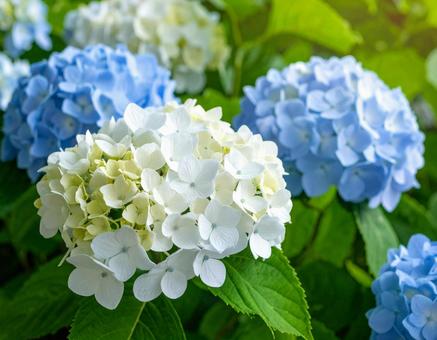 きれいな紫陽花5の写真