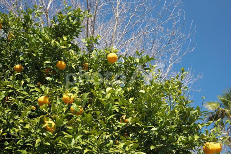 黄色に熟成したはっさくたち 植物,晴天,青空の写真素材