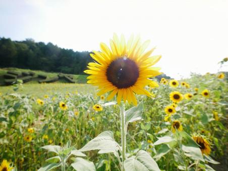 奥殿のひまわり畑 奥殿のひまわり畑 ひまわり畑,ひまわり,奥殿陣屋の写真素材