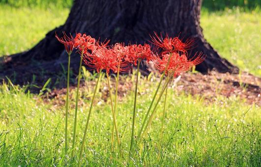 Red spider lily, JPG Red spider lily, JPG