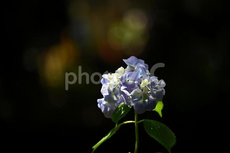ヒメアジサイ ヒメアジサイ,アジサイ,花の写真素材