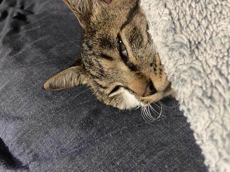 布団で寝る猫 布団で寝る猫 猫,お昼寝,お昼寝中の写真素材