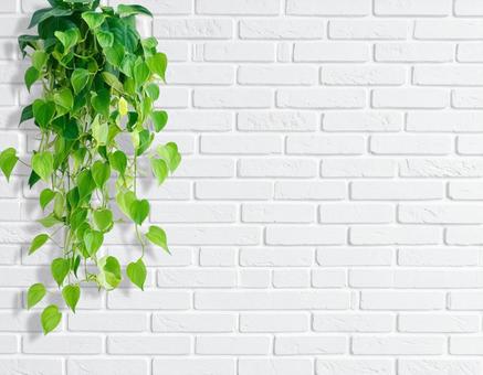 白い壁に観葉植物 白い壁に観葉植物の写真