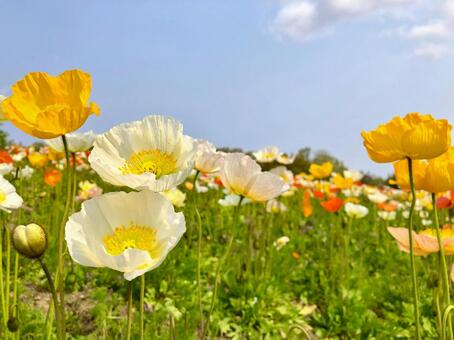 ポピーの花咲く春の丘 ポピー,花,満開の写真素材