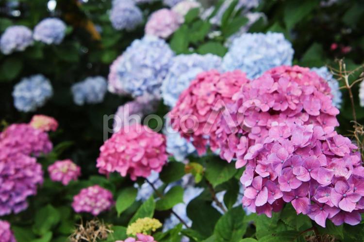 梅雨や紫陽花のイメージ あじさい,紫陽花,梅雨の写真素材