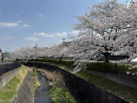 満開の桜と川② 満開の桜と川②の写真