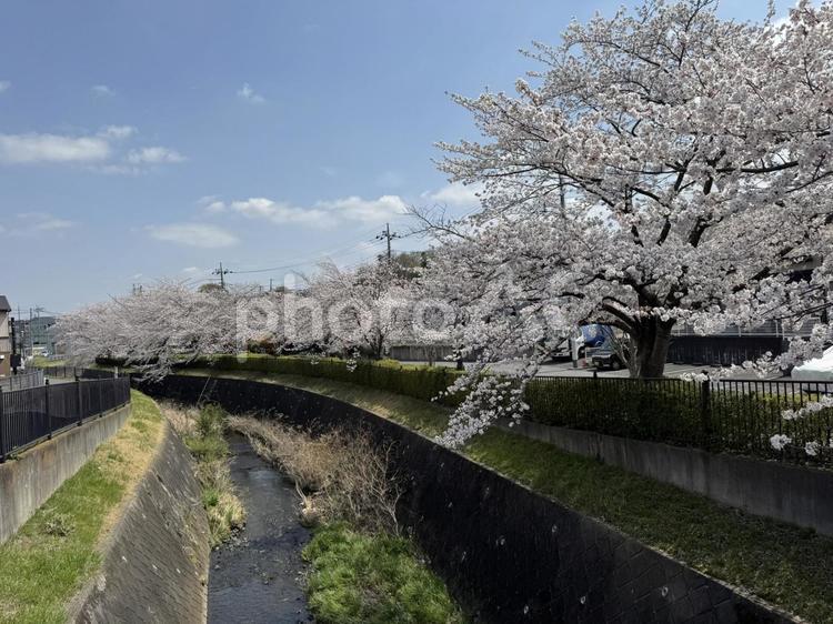 満開の桜と川② ４月,桜,さくらの写真素材