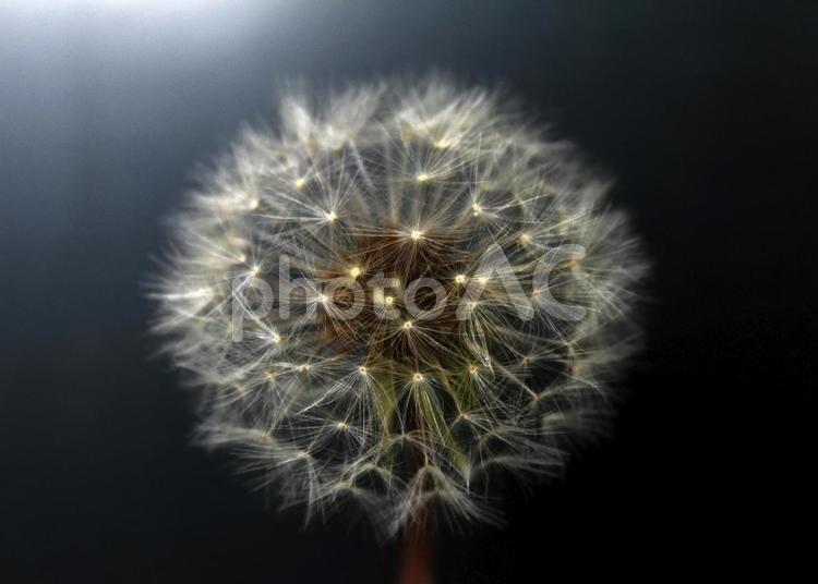 たんぽぽの綿毛 2 花,はな,flowerの写真素材