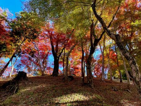 丘の上の広葉樹林 紅葉,木,自然の写真素材