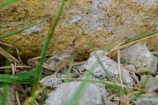 ヒシバッタ⑶ ヒシバッタ⑶ バッタ,ヒシバッタ,昆虫の写真素材