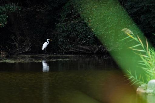 白鷺のリフレクション2 白鷺,鷺,サギの写真素材
