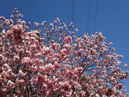 桜 桜の写真