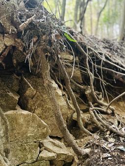 根っこ 根,木,大地の写真素材