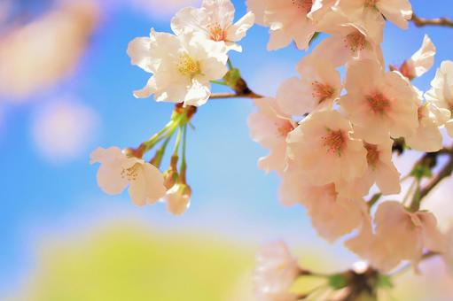 さくら咲く~ソメイヨシノ桜と春の青空 さくら咲く~ソメイヨシノ桜と春の青空の写真