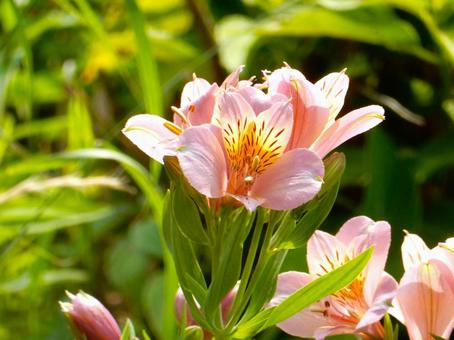 Photo, alstroemeria, lily narcissus, lycoris traubii (species of spider lily), 