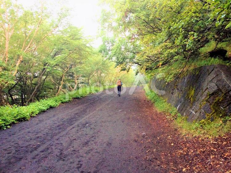 富士山の林道を歩く登山者 林道,朝,富士山の写真素材