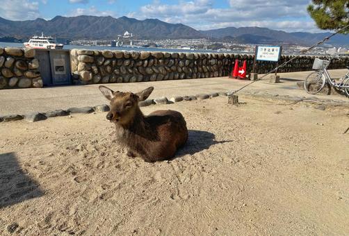広島 鹿 海 広島 鹿 海の写真