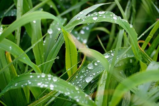 雨粒 雨粒の写真