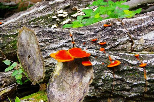 赤いキノコ キノコ,毒キノコ,赤いの写真素材