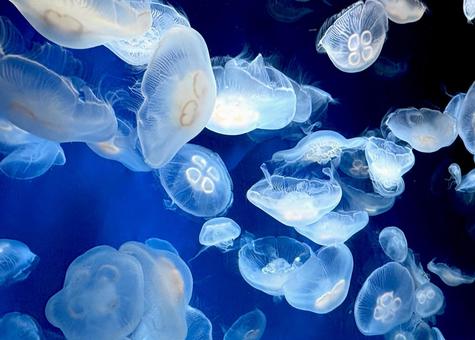 クラゲ クラゲ 水月,浮遊,水族館の写真素材