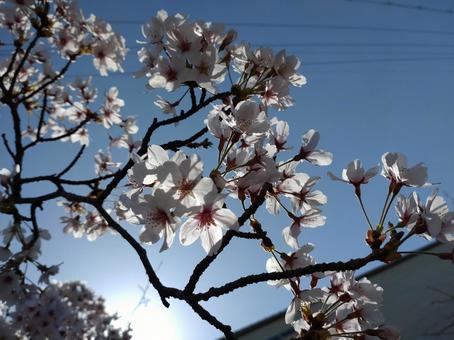 太陽と桜の写真