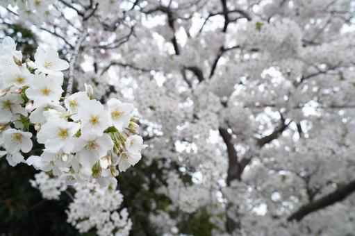 桜 桜の写真