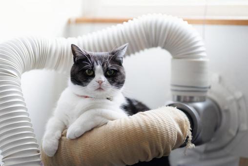 猫と配管 猫と配管 猫,配管,ネコの写真素材