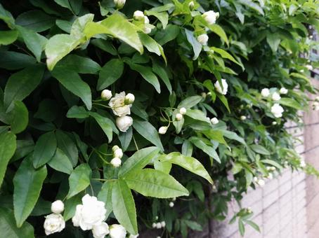 白いバラ 白いバラの写真