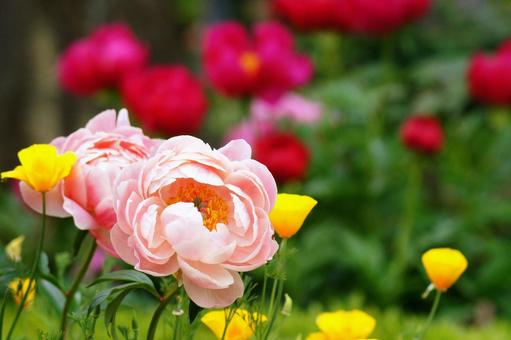 シャクヤク-16の写真