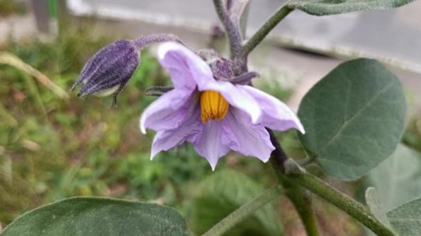 茄子の花 茄子の花の写真
