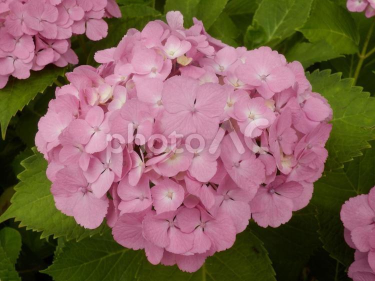ピンクのアジサイの花 アジサイ,6月,梅雨の写真素材