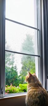 お散歩できない猫_AS000006 お散歩できない猫_AS000006の写真