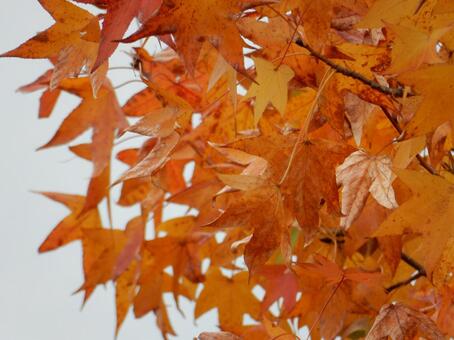 【風景写真】晩秋の風景 紅葉,葉っぱ,晩秋の写真素材