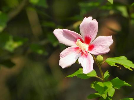 Rose of Sharon 2, JPG Rose of Sharon 2, JPG