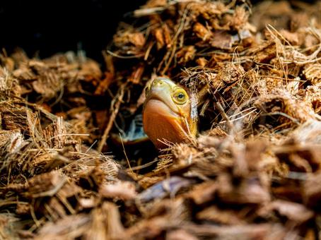 セマルハコガメのアップ セマルハコガメ,ハコガメ,カメの写真素材