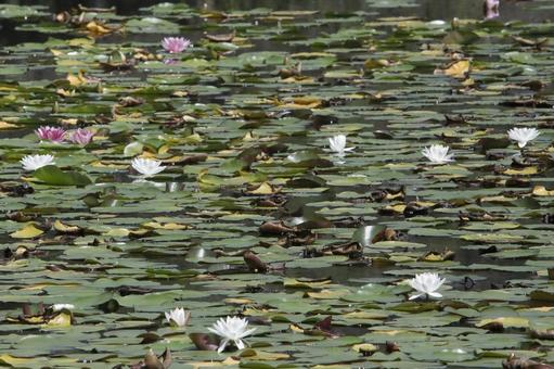 Water lily pond, JPG