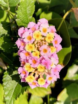 ちいさな花 ちいさな花の写真