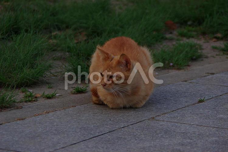 春のたそがれの公園猫 ネコ,猫,公園猫の写真素材