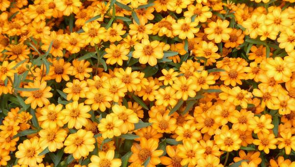 夏の花 姫百日草の花 ジニアリネアリス 夏の花 姫百日草の花 ジニアリネアリス 花,姫百日草,ジニア・リネアリスの写真素材