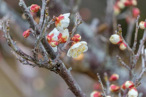 白梅のほころび始めた蕾と花 白梅のほころび始めた蕾と花 梅,白梅,花の写真素材
