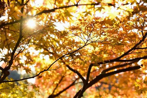紅葉 紅葉の写真